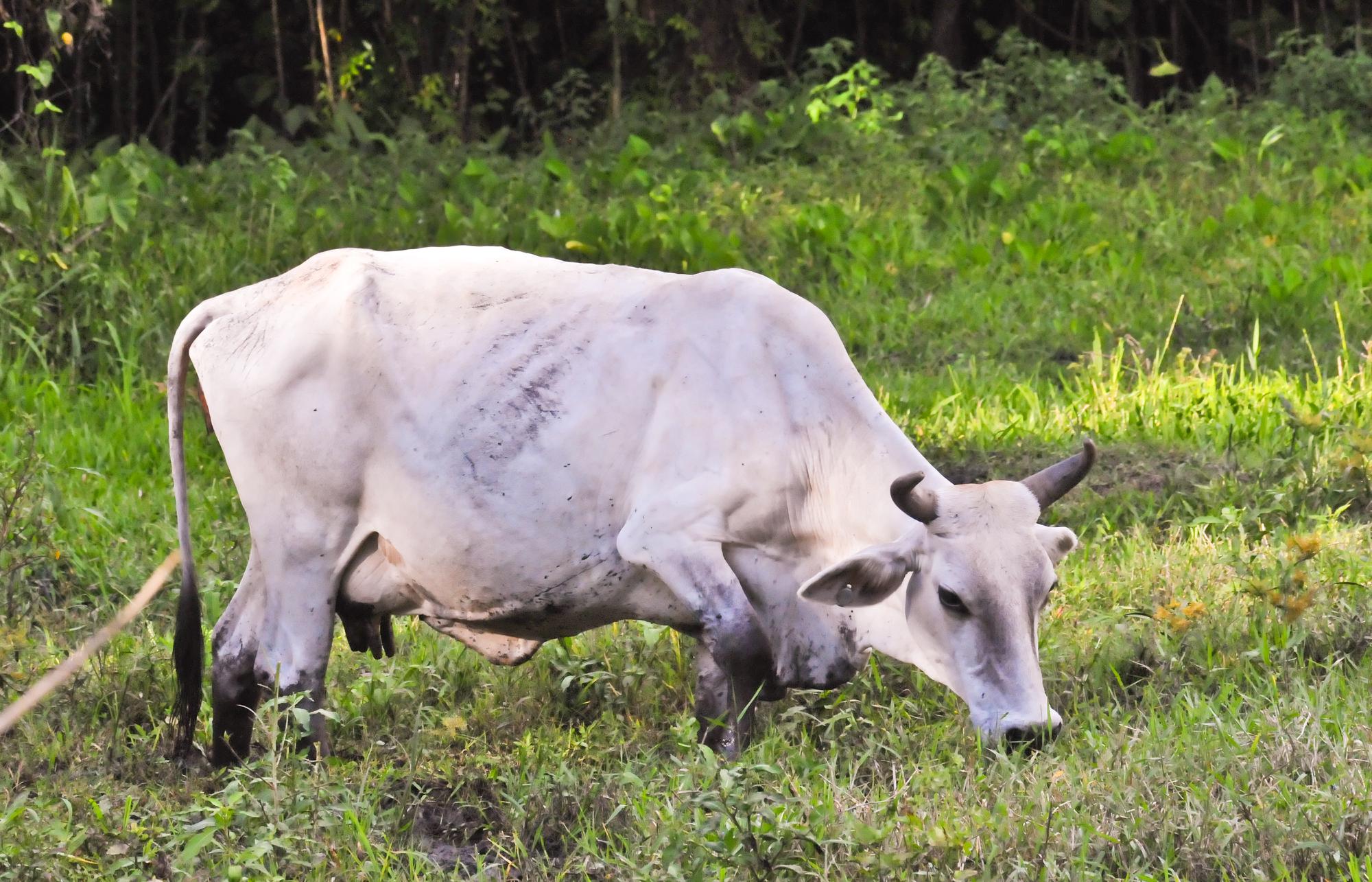 ./20120509_White_Cow_Ometepe_Island_TC1_0769.jpg