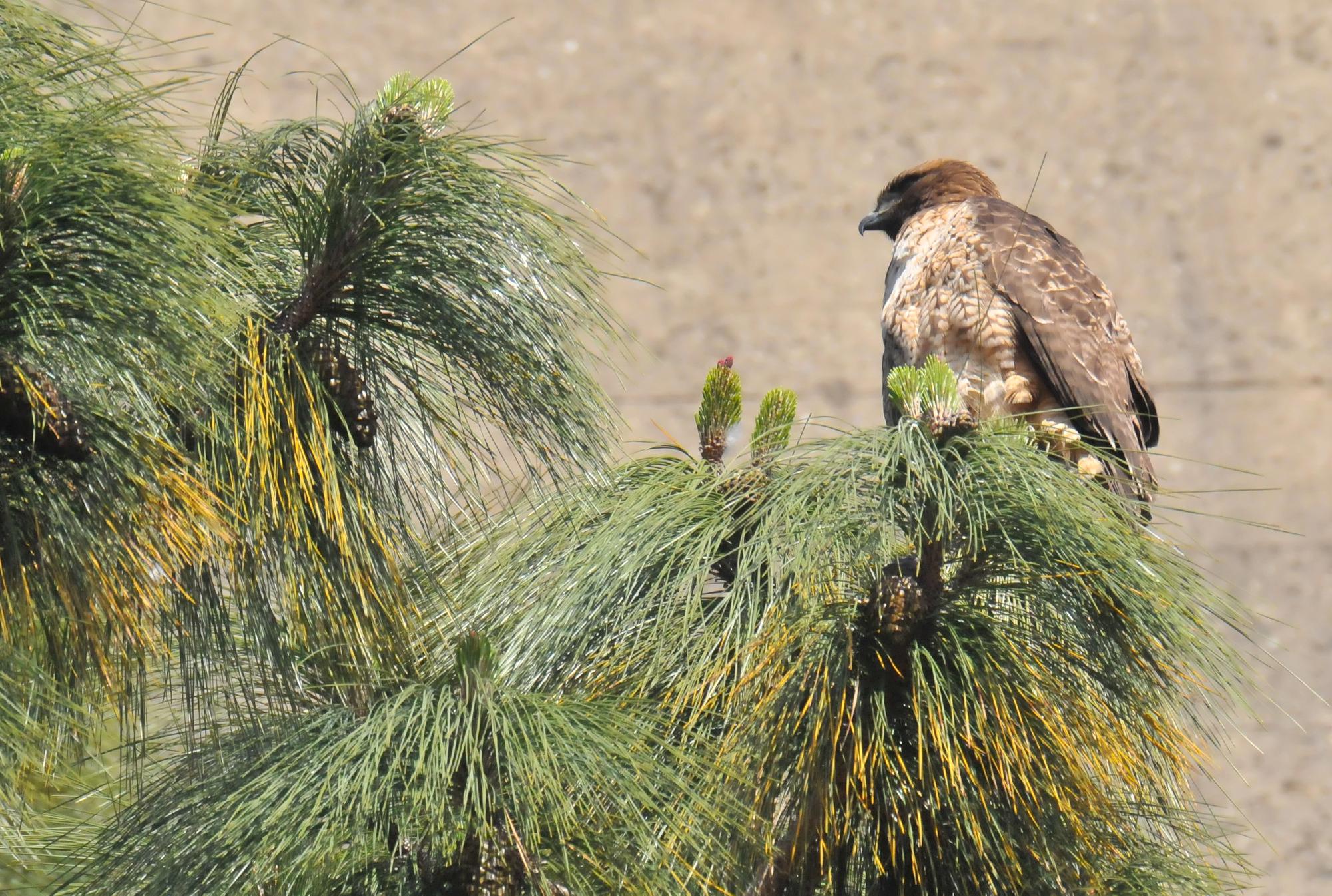 ./20120516_Red_Tailed_Hawk_Rincon_Hill_San_Francisco_TC1_1480.jpg