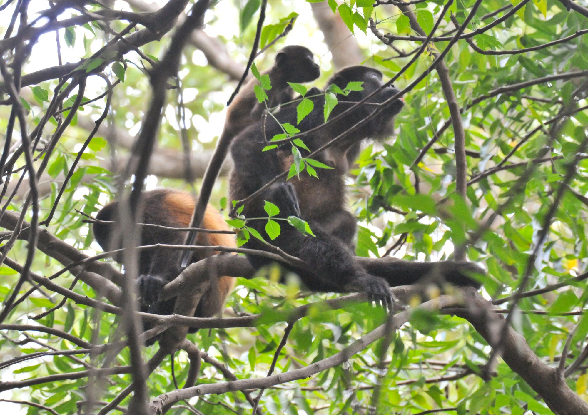 ./20120705_103859_Howler_Monkeys_Ometepe_Island_Lake_Nicaragua_TC1.jpg