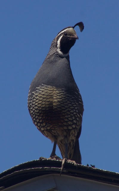 ./20170725_20170725_090632_quail.jpg